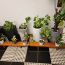 제니스 무인텔 이미지