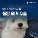 금곡나래 | 강아지 발 발등 혹 피부 종괴 종양 제거 수술 양산 동물병원