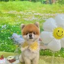 그루멍(groomung) 이미지