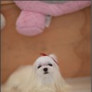 로라펫살롱 이미지