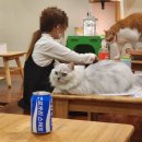 부평 고양이 카페! 부평역 데이트코스 강력추천! [콩볶는 야옹이] 내돈내산 후기