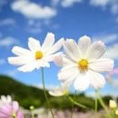 코스모스 이미지