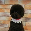 나나 펫 살롱 이미지