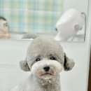 꽃단장하시개 이미지