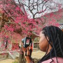 화엄사로 이미지