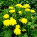 민들레1 이미지