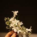 취운화