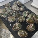 목포 황제수산 내돈내산 전복구입 후기