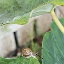 베가스테이 이미지