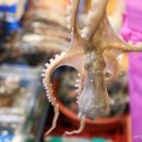 바다낙지사랑