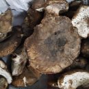 굽더더기(흰굴뚝버섯)외 버섯 여쭤봐요 이미지