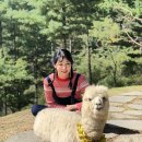 알파카라이프