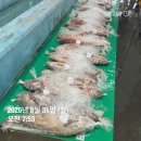 자연산 숫치 민어한마리! 건꼴뚜기/진미채/젓갈들 주문가능하세요~ 이미지