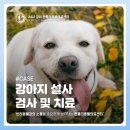 고촌동물병원 | 고촌동물병원 강아지 갑자기 설사할때 검사 및 치료 [젠틀리동물의료센터]