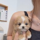 파주켄넬 이미지