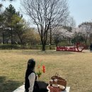 춘천 벚꽃 명소, 강원도립화목원 석사천 공지천 춘천댐 부귀리 (+실시간)