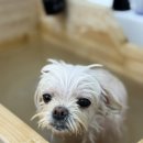 아띠아몽 이미지