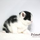 프라임 호프 이미지