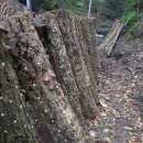 원목농장 이미지