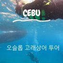 세부 여행 첫날, 오슬롭 고래상어 투어 내돈내산 (와투어)