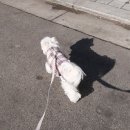 다듬, 강아지미용실 이미지