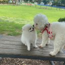 멍멍아 준비땅 이미지