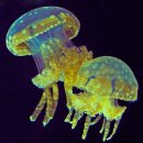 해파리 (jellyfish, medusa) 이미지