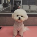 우한수 애견미용실 이미지