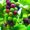 포도나무 이미지