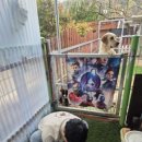 슬기로운 댕댕 유치원 | [슬기로운 주택 생활] 포인핸드 강아지 입양후기/유기견 강아지 입양방법