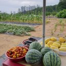 광성농장-2 이미지