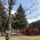 여주산촌관광농원 | 캠프여주 : 경기도 가을 캠핑장 단풍 뷰 명당 A구역 10 이용후기