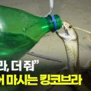 킹코브라 물 마시는거 볼사람 이미지