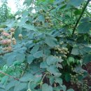 하늘농장2 이미지