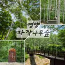 제29차 26.07.31 정기산행안내(죽파리자작나무숲/ 경북 영양) 이미지