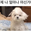 고주망태 - 수원시 영통구 청명남로34번길 21 | 고주망태