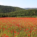 신성리 공룡발자국 이미지