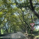 유림로13번길(동) | 파미힐스cc 동코스 8월 라운드후기 여름엔 동코스 추천