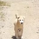 똥강아지 네이버블로그