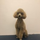 THE반하개 이미지