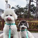 디엠아이 이미지