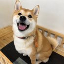 금성스쿨 이미지