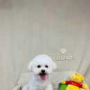 개털깎는마리오 이미지