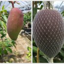 최익준 카카오 검색결과