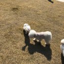 딩가댕댕 | 광주애견유치원 딩가댕댕 @ 꼬부리 첫 등원! 담주에 또 갈꺼래요