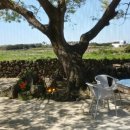 퐁낭거리 이미지