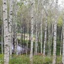 대운상대길 이미지