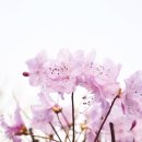 영산홍 이미지