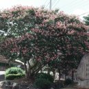 나주봉황중학교 이미지