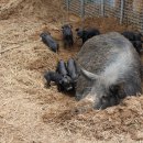 토종돼지농장 이미지